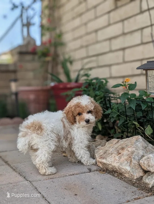 Porter – Poodle - Miniature  puppy for sale in Laveen, AZ