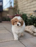 Porter, a female Poodle - Miniature  for sale in Laveen, AZ – Photo 3 of 6