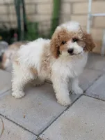 Porter, a female Poodle - Miniature  for sale in Laveen, AZ – Photo 5 of 6