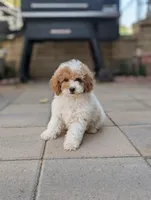 Porter, a female Poodle - Miniature  for sale in Laveen, AZ – Photo 4 of 6