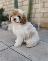 Porter, a female Poodle - Miniature  for sale in Laveen, AZ – Photo 6 of 6