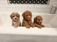 Peanut, a male Poodle - Miniature  for sale in Laveen, AZ – 2 of 3