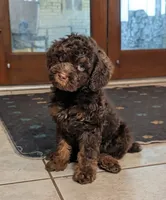 Cedar, a male Poodle - Miniature  for sale in Laveen, AZ – 3 of 4