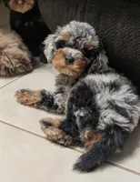 Moss, a male Poodle - Miniature  for sale in Laveen, AZ – 3 of 5