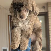 Daisy, a female Poodle - Toy  for sale in Laveen, AZ – Photo 5 of 7