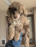 Brown Merle Girl, a female Poodle - Toy  for sale in Laveen, AZ – Photo 4 of 4