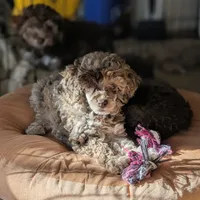 Daisy, a female Poodle - Toy  for sale in Laveen, AZ – Photo 3 of 7