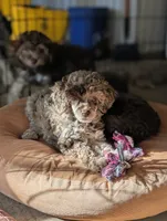 Brown Merle Girl, a female Poodle - Toy  for sale in Laveen, AZ – Photo 2 of 4