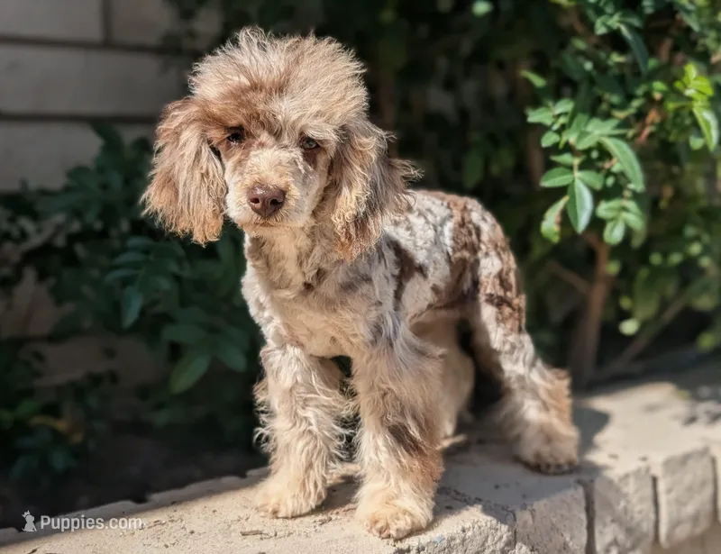 Daisy, a female Poodle - Toy  for sale in Laveen, AZ – Photo 1 of 7