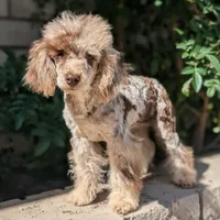 Daisy, a female Poodle - Toy  for sale in Laveen, AZ – Photo 1 of 7