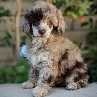 Daisy, a female Poodle - Toy  for sale in Laveen, AZ – Photo 4 of 7