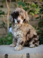 Brown Merle Girl, a female Poodle - Toy  for sale in Laveen, AZ – Photo 3 of 4
