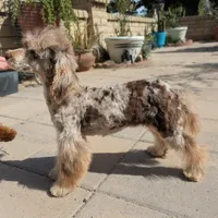Daisy, a female Poodle - Toy  for sale in Laveen, AZ – Photo 7 of 7