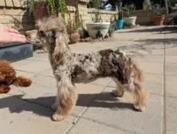 Daisy, a female Poodle - Toy  for sale in Laveen, AZ – Photo 7 of 7