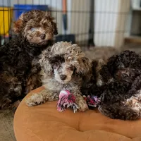 Daisy, a female Poodle - Toy  for sale in Laveen, AZ – Photo 2 of 7