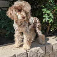 Daisy, a female Poodle - Toy  for sale in Laveen, AZ – Photo 6 of 7