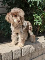 Daisy, a female Poodle - Toy  for sale in Laveen, AZ – Photo 6 of 7