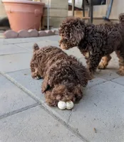 Otis, a male Poodle - Miniature  for sale in Laveen, AZ – 3 of 4