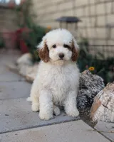 Chuck, a male Poodle - Miniature  for sale in Laveen, AZ – Photo 2 of 5