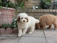 Chuck, a male Poodle - Miniature  for sale in Laveen, AZ – Photo 4 of 5