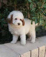 Chuck, a male Poodle - Miniature  for sale in Laveen, AZ – Photo 3 of 5