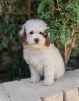 Chuck, a male Poodle - Miniature  for sale in Laveen, AZ – Photo 5 of 5
