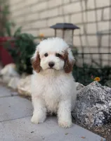 Chuck, a male Poodle - Miniature  for sale in Laveen, AZ – Photo 1 of 5