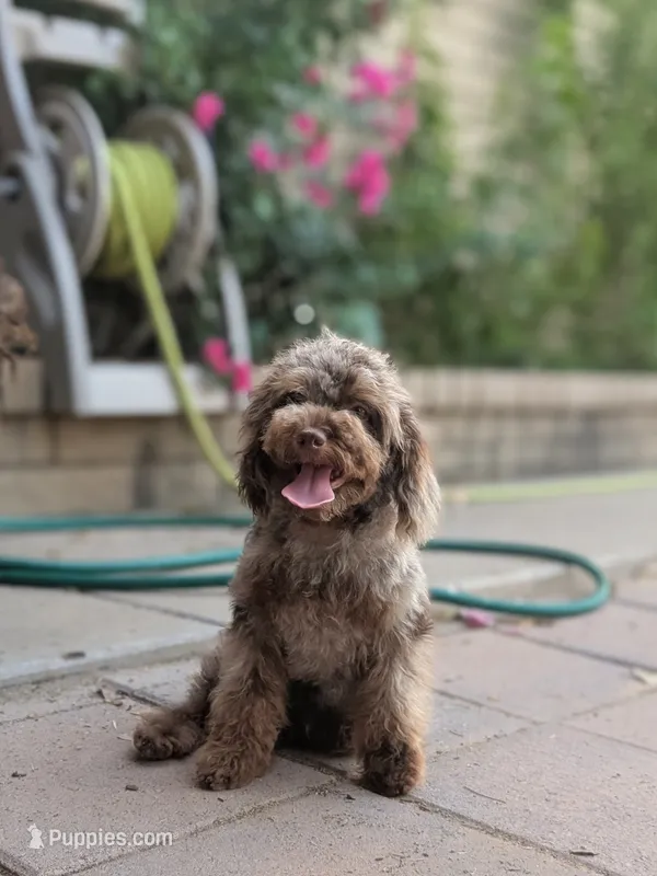 Tiny Brown Merle – Poodle - Miniature  puppy for sale in Laveen, AZ