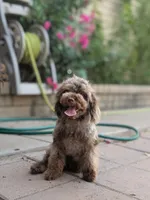 Tiny Brown Merle, a male Poodle - Miniature  for sale in Laveen, AZ – 1 of 7