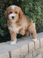 Meatloaf, a male Poodle - Miniature  for sale in Laveen, AZ – Photo 8 of 8