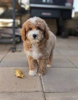 Meatloaf, a male Poodle - Miniature  for sale in Laveen, AZ – Photo 6 of 8