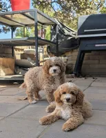 Meatloaf, a male Poodle - Miniature  for sale in Laveen, AZ – Photo 4 of 8