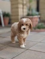 Meatloaf, a male Poodle - Miniature  for sale in Laveen, AZ – Photo 2 of 8