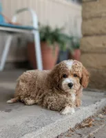 Meatloaf, a male Poodle - Miniature  for sale in Laveen, AZ – Photo 1 of 8