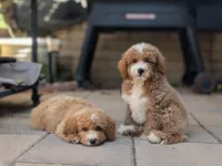 Meatloaf, a male Poodle - Miniature  for sale in Laveen, AZ – Photo 5 of 8