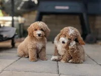 Meatloaf, a male Poodle - Miniature  for sale in Laveen, AZ – Photo 3 of 8