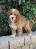 Meatloaf, a male Poodle - Miniature  for sale in Laveen, AZ – Photo 7 of 8