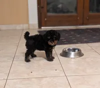 Flint, a male Poodle - Miniature  for sale in Laveen, AZ – 4 of 6