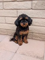 Trouble, a male Poodle - Toy  for sale in Laveen, AZ – 4 of 4