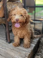 Clifford, a male Poodle - Miniature  for sale in Laveen, AZ – 1 of 8
