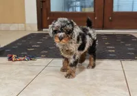 Moss, a male Poodle - Miniature  for sale in Laveen, AZ – 4 of 5