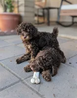 Otis, a male Poodle - Miniature  for sale in Laveen, AZ – 4 of 4