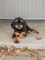 Trouble, a male Poodle - Toy  for sale in Laveen, AZ – 3 of 4