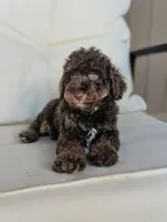 Otis, a male Poodle - Miniature  for sale in Laveen, AZ – 2 of 4