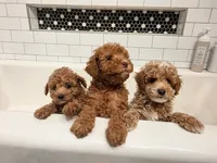 Peanut, a male Poodle - Miniature  for sale in Laveen, AZ – 3 of 3