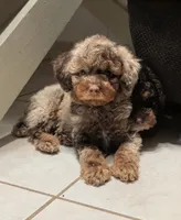 Rowan, a male Poodle - Miniature  for sale in Laveen, AZ – 3 of 5