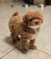 Delilah, a female Poodle - Toy  for sale in Laveen, AZ – 2 of 4