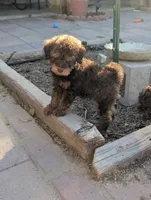 Hugo, a male Poodle - Miniature  for sale in Laveen, AZ – 3 of 3