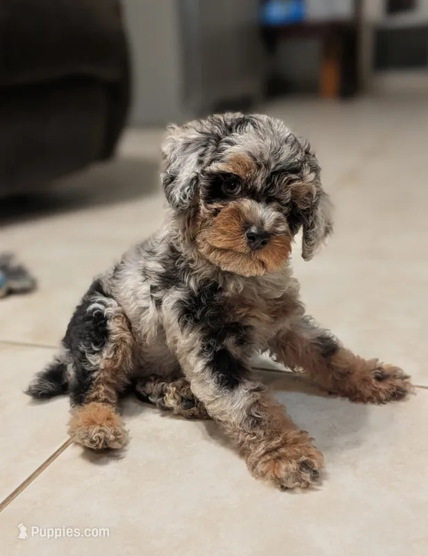 Moss – Poodle - Miniature  puppy for sale in Laveen, AZ