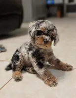 Moss, a male Poodle - Miniature  for sale in Laveen, AZ – 1 of 5